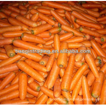 fresh red carrot exporter from China